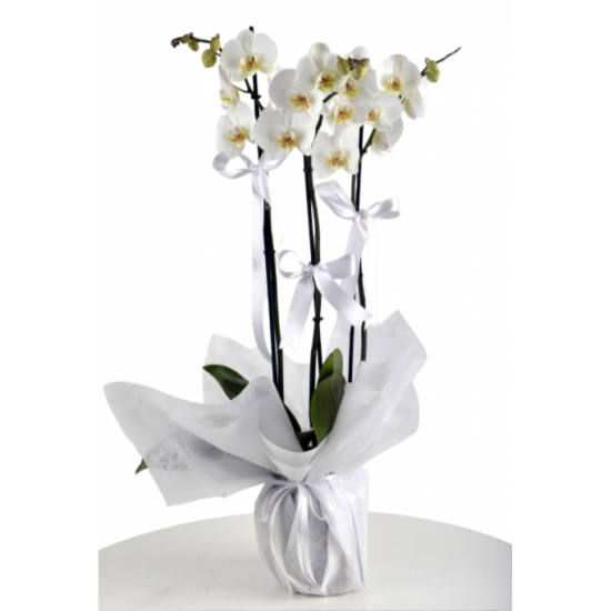 3 Dal Beyaz Orkide
