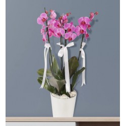 Asaletli Mor 4 Dal Orkide