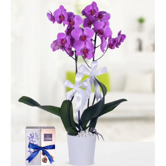 Seramik Saksıda 2 Dal Mor Orkide ve Elit Çikolata