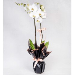 Çiftli Beyaz Phalanopsis Orkide