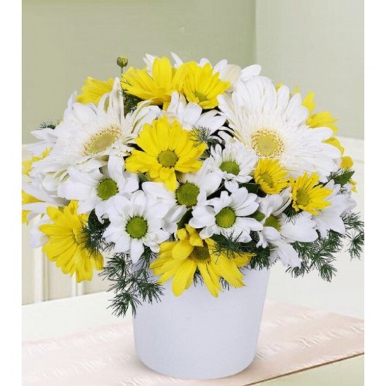 Papatya Gerbera Aşkı