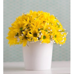 Sarı Papatya Aranjmanı