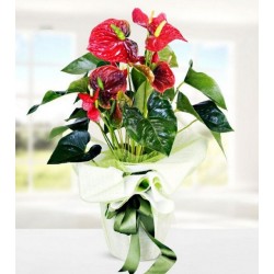 Saksıda  Kırmızı Antoryum