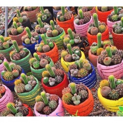 Mini Sukulent Aranjmanı