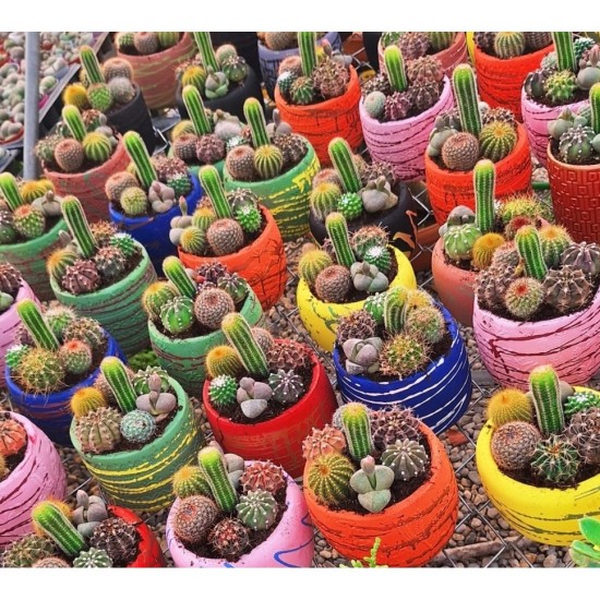 Mini Sukulent Aranjmanı