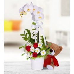 Çift Dal Beyaz Orkide 3 Kırmızı Gül Papatya Ve Ayıcık Aranjmanı
