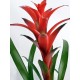 Kırmızı Guzmania Çiçeği