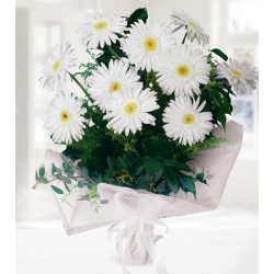 Beyaz Gerbera Buketi